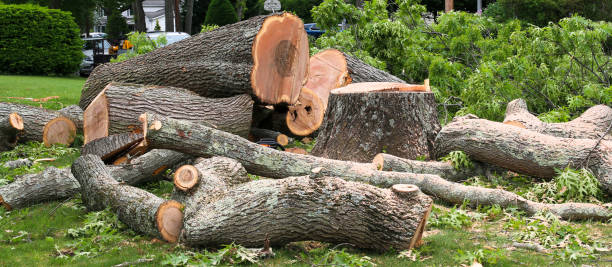 Best Stump Grinding and Removal  in Nambe, NM